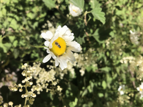 unknown bee species on Erigeron sp.