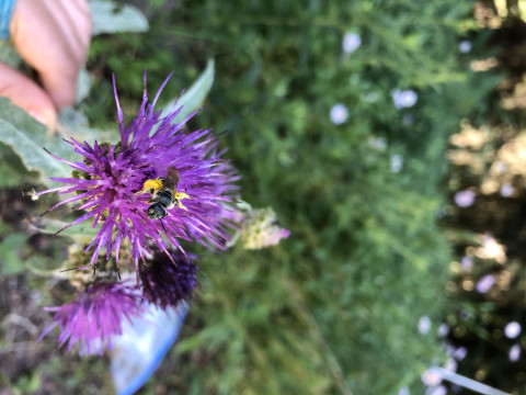 unknown bee species on Cirsium callilepis