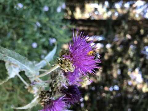 unknown bee species on Cirsium callilepis