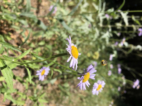 Megachilidae sp. on Erigeron foliosus