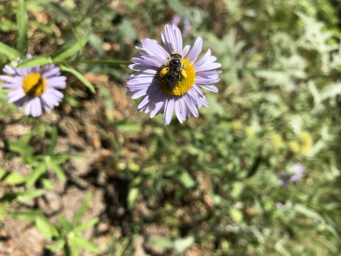 Megachilidae sp. on Erigeron foliosus
