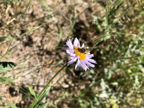 Megachilidae sp. on Erigeron foliosus
