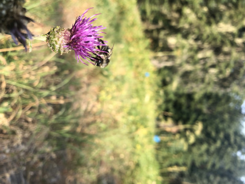 Bombus mixtus on Cirsium callilepis