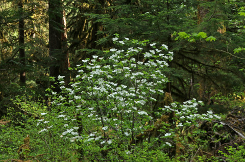 Pacific dogwood