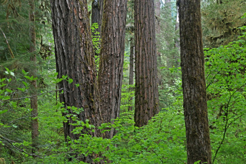 understory