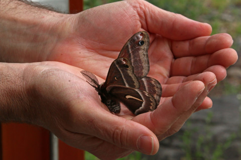 Moth
