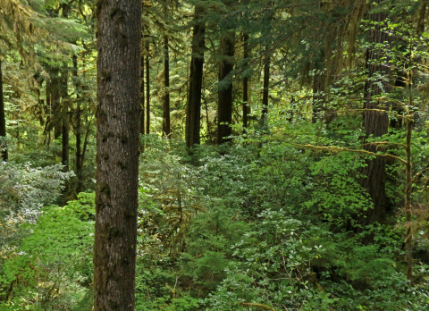 understory