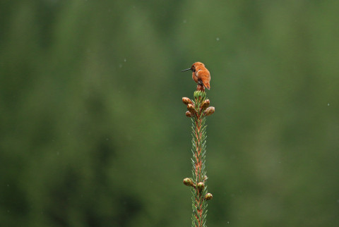 Rufous hummingbird