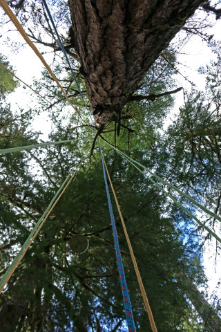 Lines for tree climbing