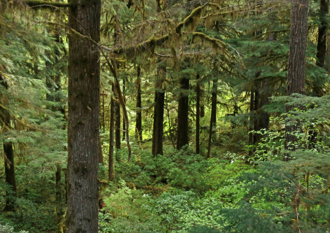 understory