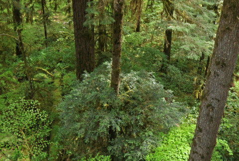 understory