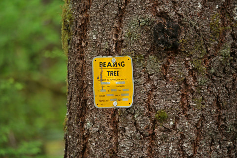 bearing tree
