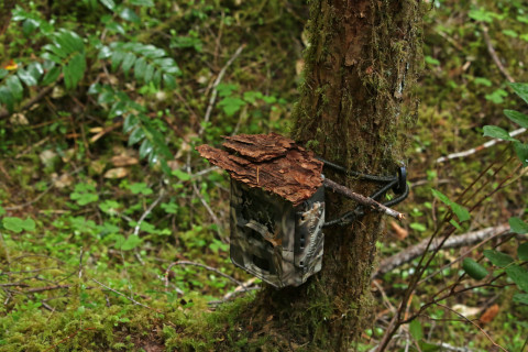 camera trap