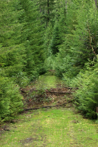 old road at the Andrews Forest