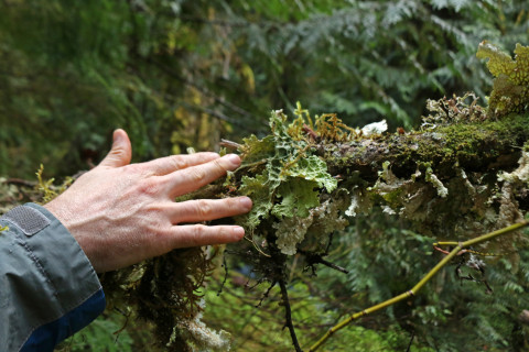 lichen and moss