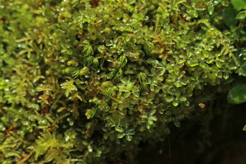 Moss