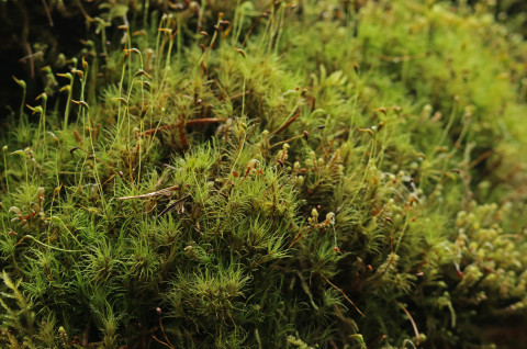 Moss
