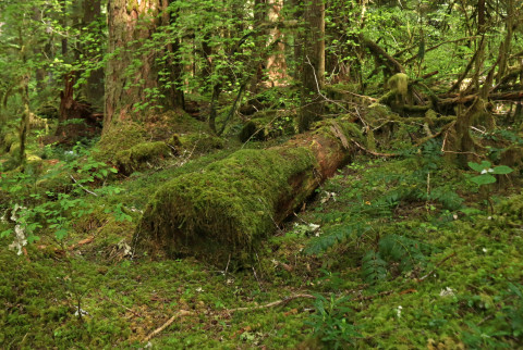 a decomposing log in the forest
