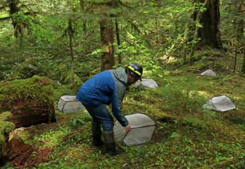 insect exclosures