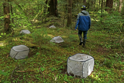 insect exclosures