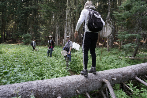 Pollination Biology Research Experiences for Undergraduates