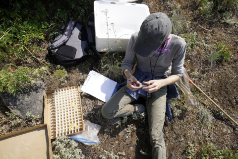Pollination Biology Research Experiences for Undergraduates