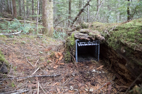 small mammal tomahawk trap set in the forest