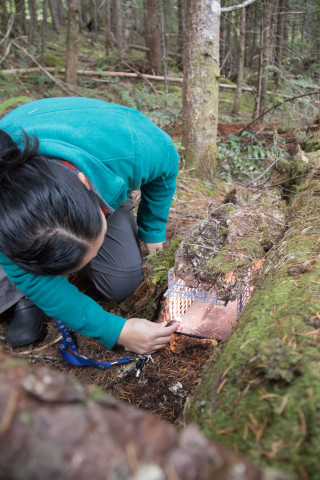 OSU PhD student, Marie Tosa, checks small mammal trap