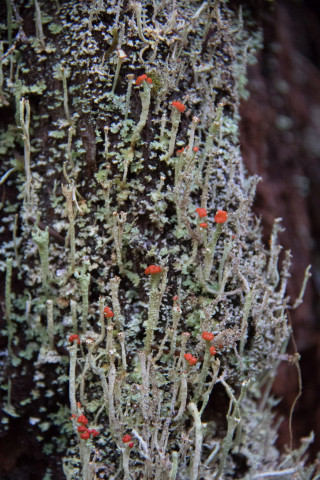 lichen on tree bark