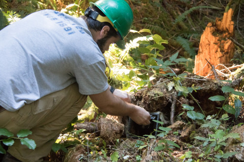 field technician, Ben Murley, opens trap to release spotted skunk
