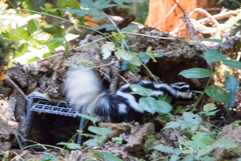 the blur of a spotted skunk exiting from a small mammal trap