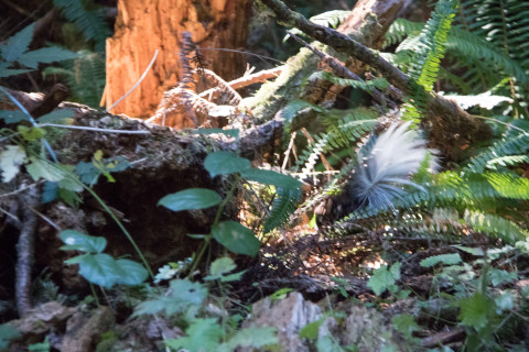the blur of a spotted skunk exiting from a small mammal trap. They move FAST!