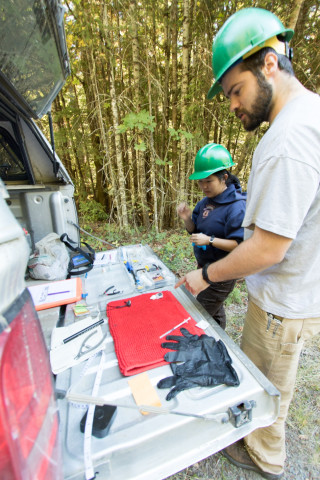 Preparing to collect data on a spotted skunk