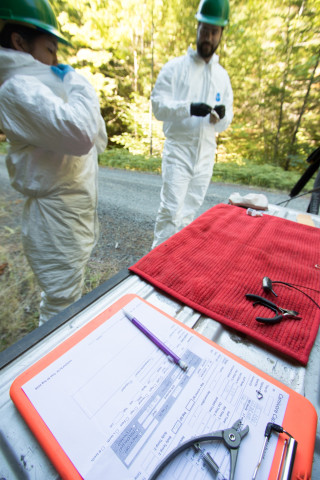 Preparing to collect data on a spotted skunk