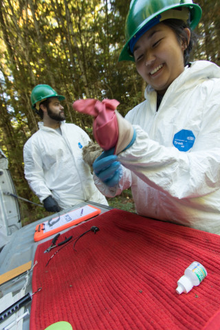 Marie Tosa gloves up in preparation for handling a skunk