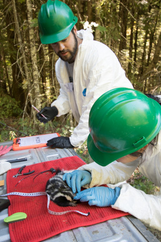researchers inspect spotted skunk for any injuries