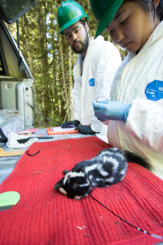 researchers fit a radio transmitter collar to a spotted skunk