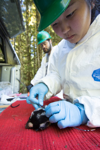researchers fit a radio transmitter collar to a spotted skunk