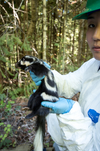 OSU PhD student Marie Tosa holds a spotted skunk