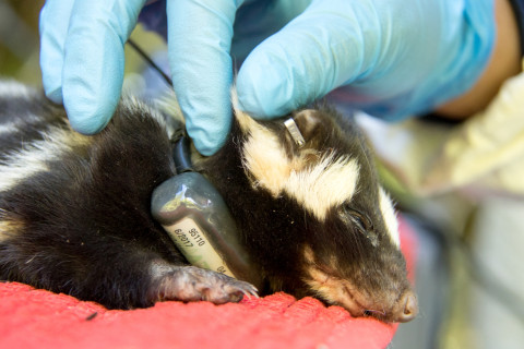 radio transmitter collar on a spotted skunk, used to track movements within the forest