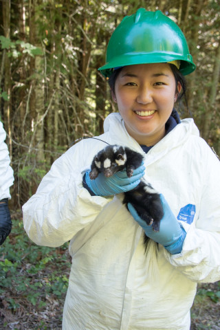 OSU PhD student, Marie Tosa, holds a spotted skunk just before it is released
