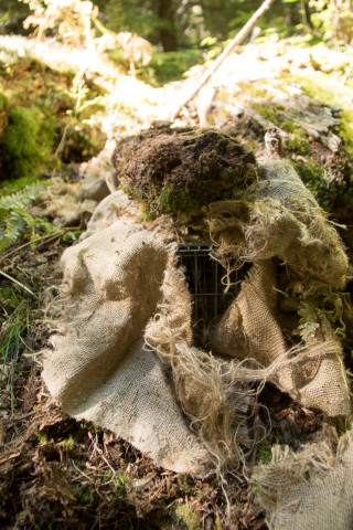a Tomahawk trap, closed up while the skunk inside wakes up from sedative