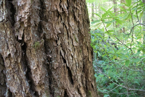 Old-growth stand in the Andrews Forest