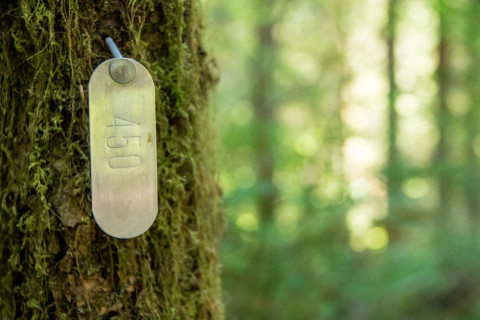 a tree tag within a vegetative measurements plot