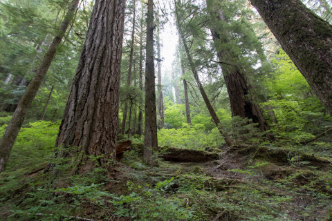 old-growth forest