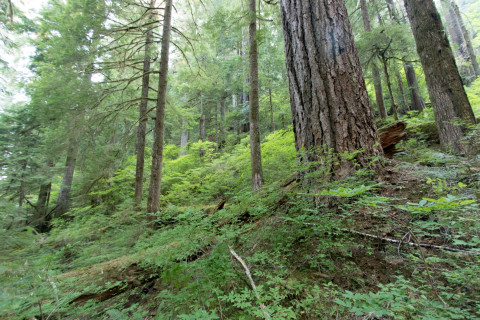 old-growth forest