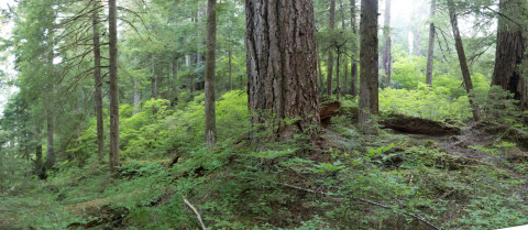 old-growth forest