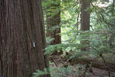 old-growth forest