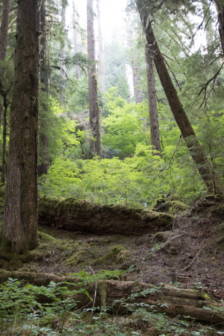 old-growth forest
