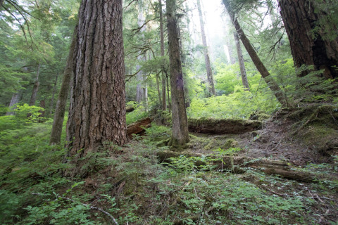 old-growth forest